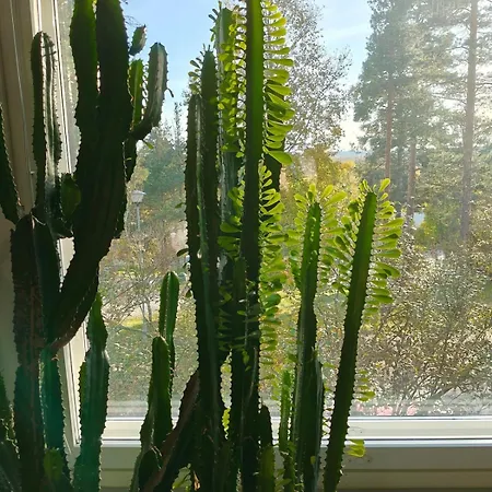 My Hillside With A Beautiful View, Next To The Bus Stop