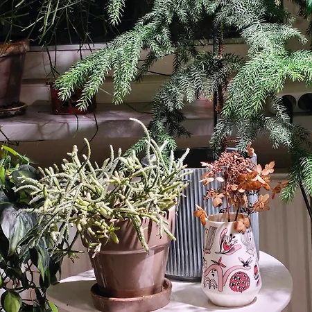 My Hillside With A Beautiful View, Next To The Bus Stop